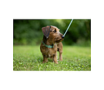 Ensemble collier et laisse  Zap