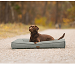 Lit pour chien  Carlo