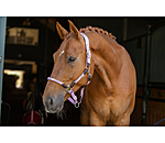 Licol anatomique  Sophistication