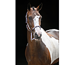 Licol anatomique  Sophistication