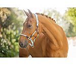 Licol anatomique  Sophistication