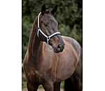 Licol  Swiss Design II