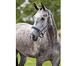 Licol  Swiss Design II