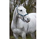 Licol  Twinkle