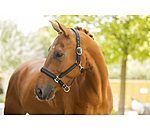 Licol  Twotone & Crystal