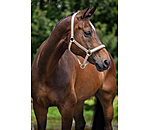 Licol  Signature III