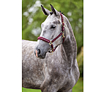 Licol  Signature III