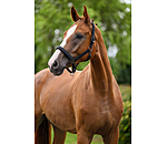 Licol  Signature III