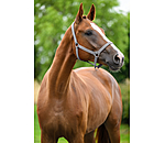 Licol en nylon � prix cass�