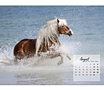 Calendrier Haflinger 2025