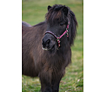 Licol pour poulains et shetlands  Future Star