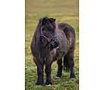 Licol pour poulains et shetlands  Future Star