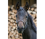 Licol en cuir pour poulains  Classic