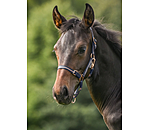 Licol pour poulains et shetlands  Shimmering
