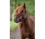 Licol pour poulains et shetlands  Twinkle
