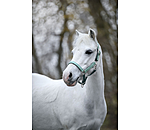 Licol pour poulains et shetlands  Twinkle