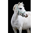 Licol pour poulains et shetlands  Twinkle