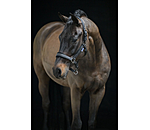 Licol  Velvet Twinkle