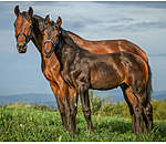 Licol poulain et shetland  Blaire