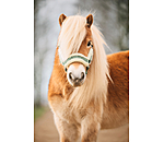 Licol pour poulains et shetlands  Shine