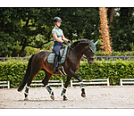 Gu�tres de dressage en polaire Teddy  Essential (ant�rieurs)