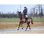 Gutres de dressage avec polaire Teddy  Classic (pour postrieurs)