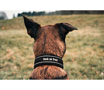 Collier anti-traction pour chien  Charlie