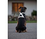 Harnais rflchissant pour chien