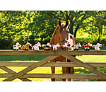 Horsly  Happy Birthday II