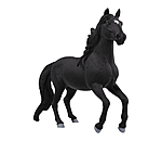 �talon lusitanien