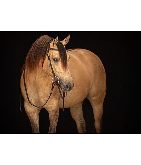 Bridon d'entranement en cuir Harness