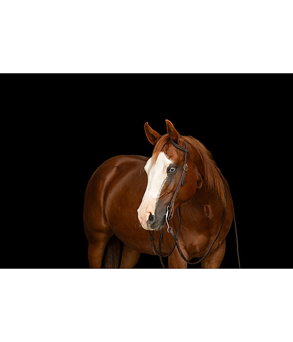 Bridon d'entra�nement une oreille en cuir Harness