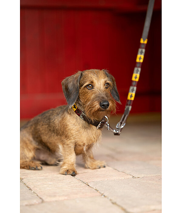 Set collier et laisse en cuir pour chiens  Polo Sports