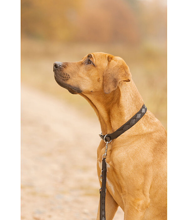 Set collier et laisse en cuir pour chiens  Polo Sports