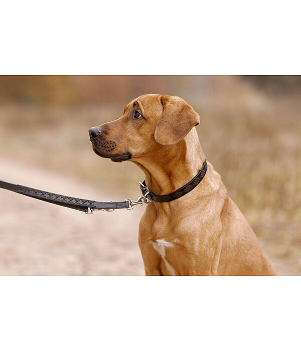Set collier et laisse en cuir pour chiens  Polo Sports