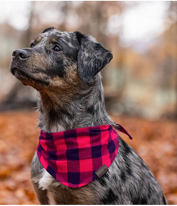 Foulard pour chiens  Henry