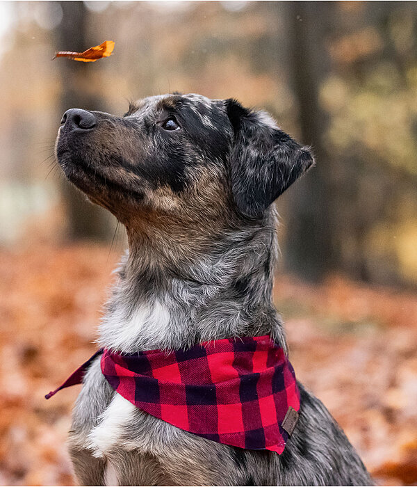 Foulard pour chiens  Henry