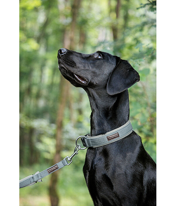 Collier pour chiens  Becks