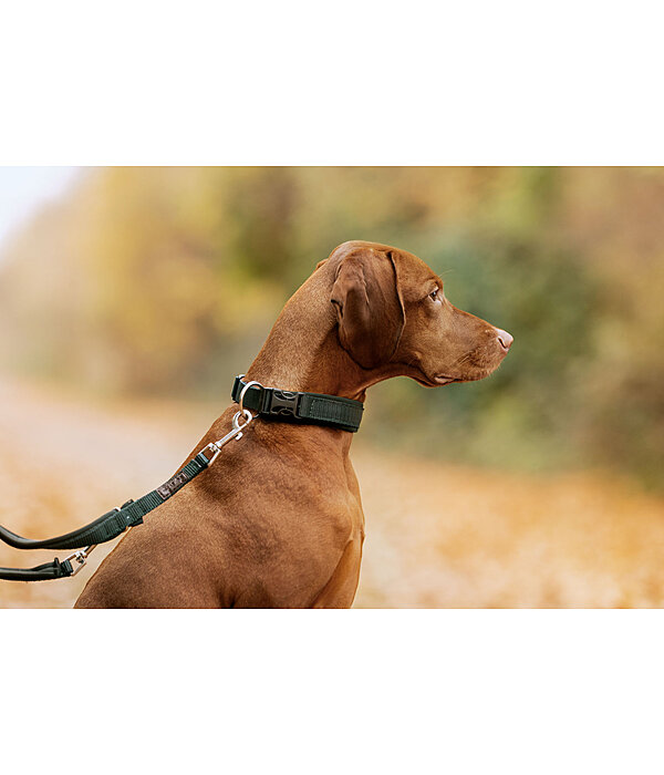 Collier pour chiens  Becks