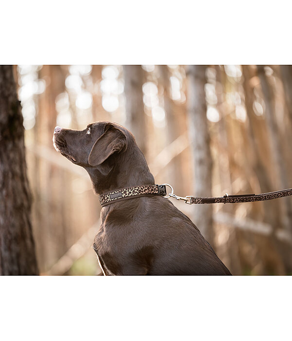 Collier pour chiens  Becks