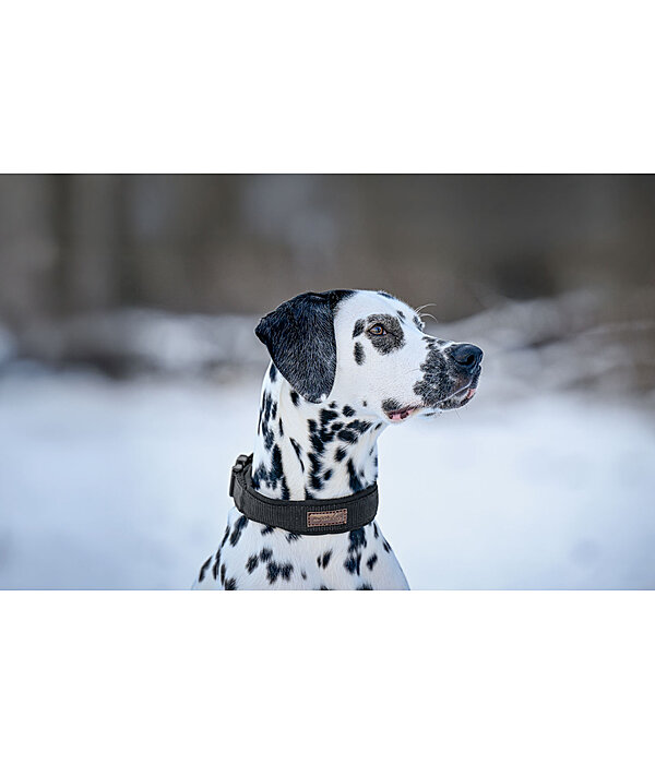 Collier pour chiens  Becks