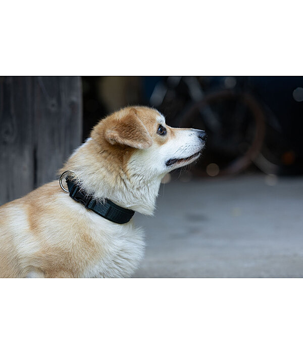 Collier pour chiens  Becks