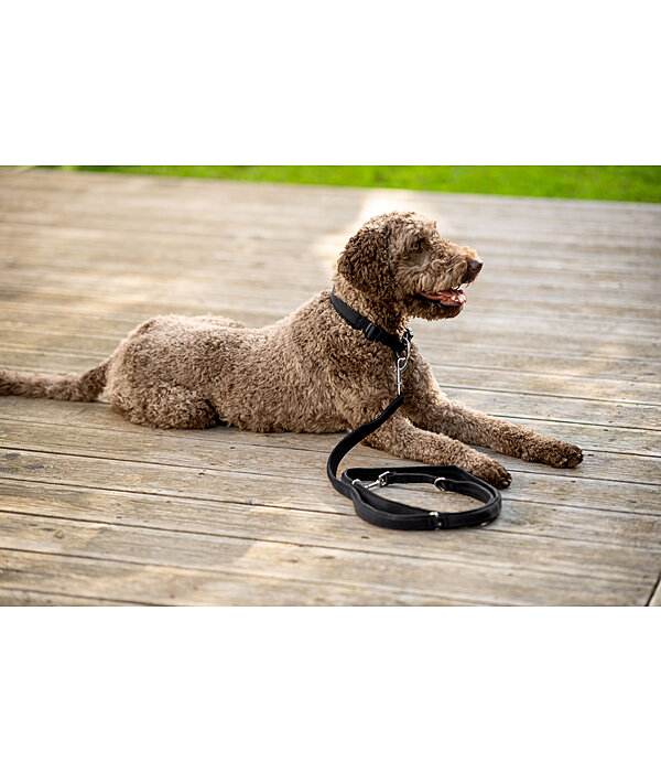 Collier pour chiens  Becks