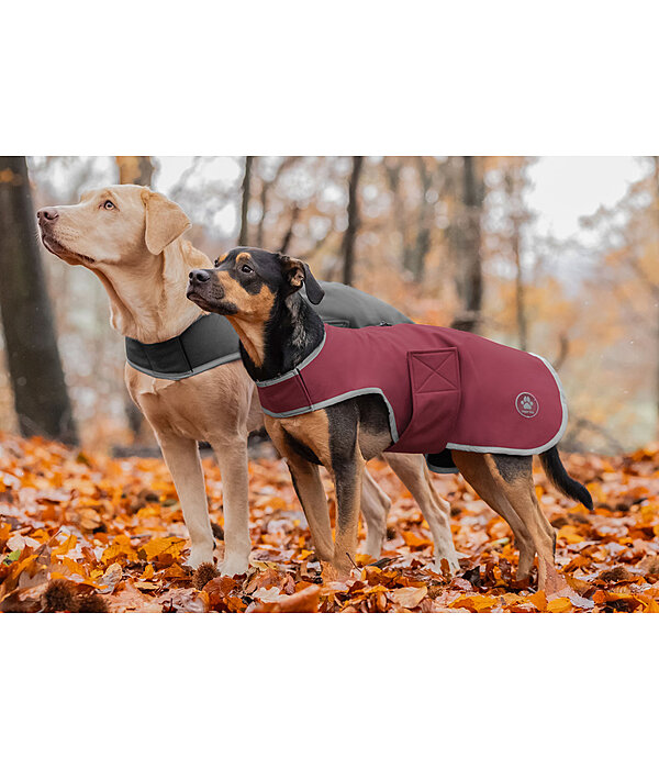 Manteau de marcheur en softshell pour chiens  Athlete, 0 g