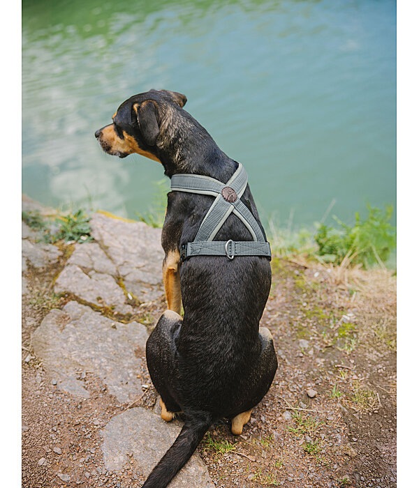 Harnais pour chiens  Piper