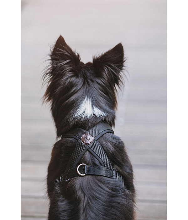 Harnais pour chiens  Piper