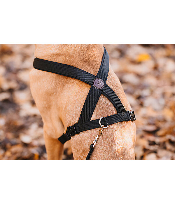 Harnais pour chiens  Piper