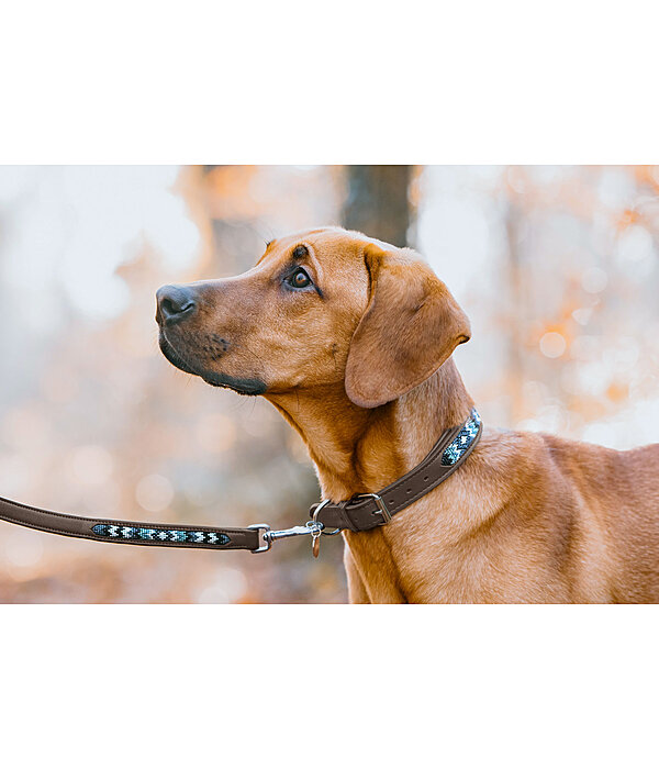 Collier pour chien en cuir  Nashville