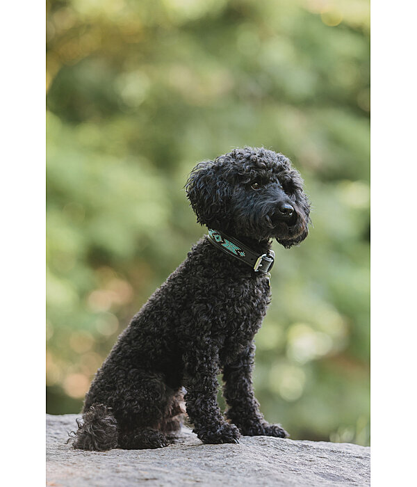 Collier pour chien en cuir  Nashville