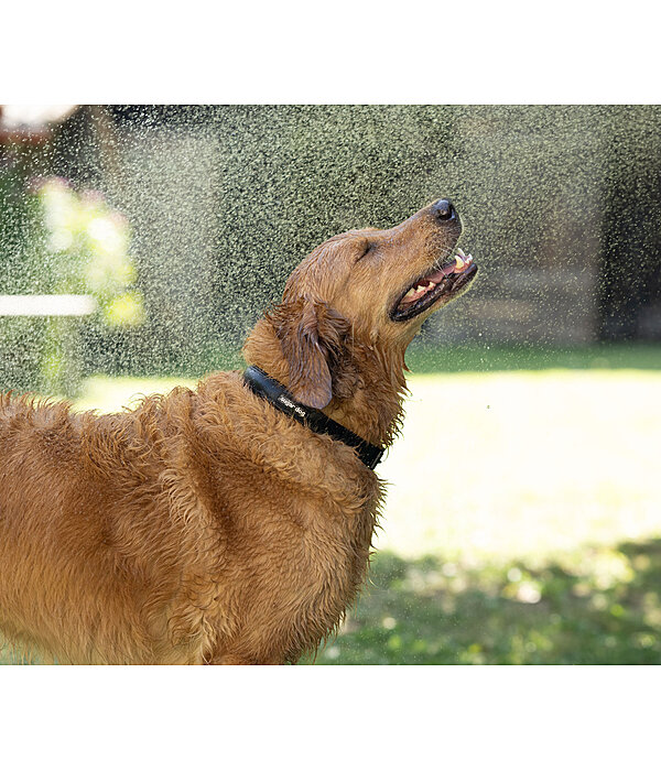 Collier waterproof pour chien  Mable